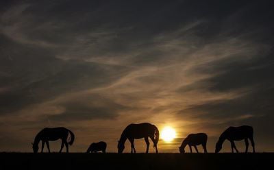 Horse's grazing in field at sunset 